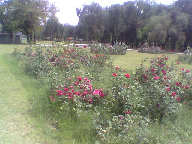 Rose Garden cover